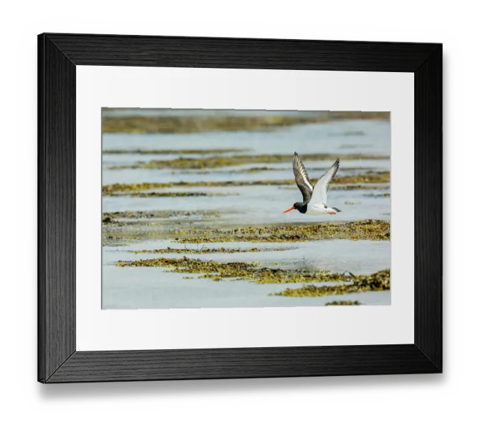 Framed Print : Oystercatcher (Haematopus ostralegus) in flight over over the shore, Ross of Mull, Isle of Mull, Scotland, UK. June Framed Print : Oystercatcher (Haematopus ostralegus) in flight over over the shore, Ross of Mull, Isle of Mull, Scotland, UK. June