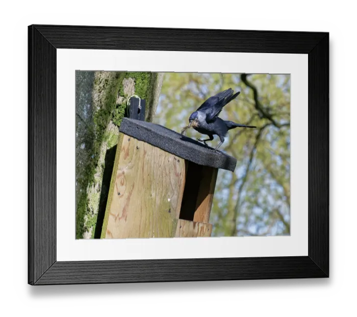 Framed Print : Jackdaw (Corvus monedula) landing on nest box with beakful of animal hair to line nest with, Wiltshire, UK, March Framed Print : Jackdaw (Corvus monedula) landing on nest box with beakful of animal hair to line nest with, Wiltshire, UK, March