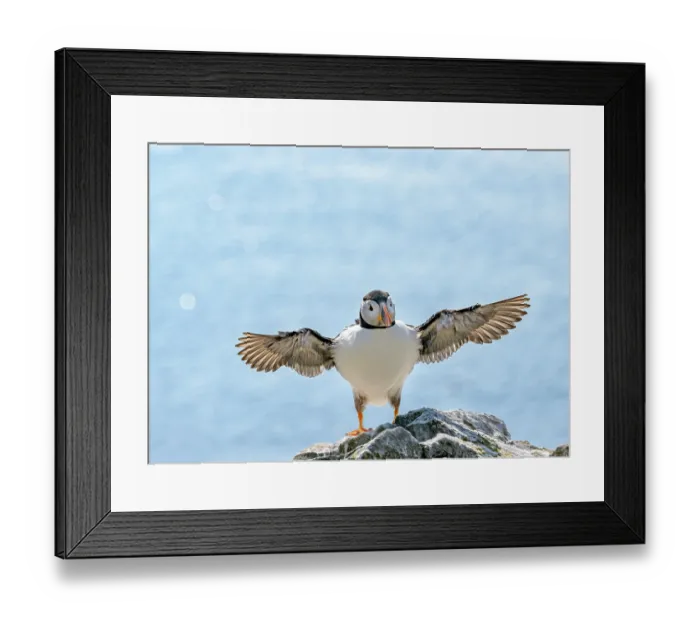 Framed Print : Puffin (Fratercula arctica) balancing on rock with wings outstretched after landing, Lunga, Isle of Mull, Scotland, UK. June