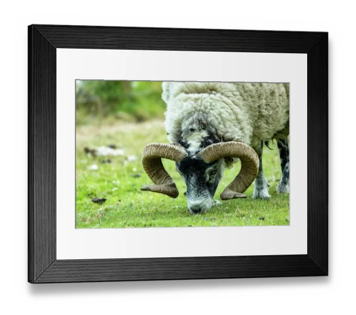 Framed Print : Scottish blackface sheep grazing, Isle of Mull, Scotland, UK. June Framed Print : Scottish blackface sheep grazing, Isle of Mull, Scotland, UK. June