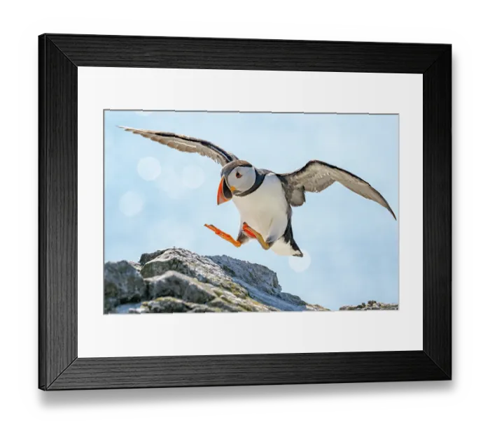 Framed Print : RF - Puffin (Fratercula arctica) landing on rocks, Lunga, Isle of Mull, Scotland, UK. June. (This image may be licensed either as rights managed or royalty free.) Framed Print : RF - Puffin (Fratercula arctica) landing on rocks, Lunga, Isle of Mull, Scotland, UK. June. (This image may be licensed either as rights managed or royalty free.)