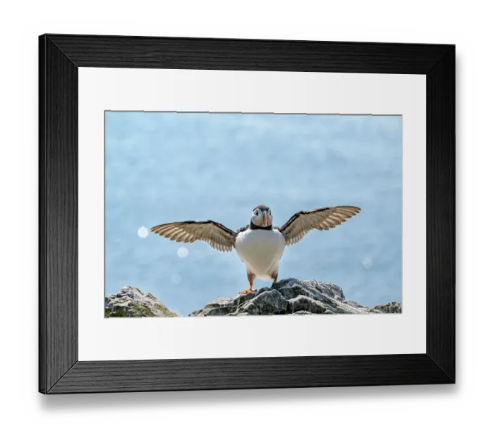 Framed Print : Puffin (Fratercula arctica) balancing on rock with wings outstretched after landing, Lunga, Isle of Mull, Scotland, UK. June Framed Print : Puffin (Fratercula arctica) balancing on rock with wings outstretched after landing, Lunga, Isle of Mull, Scotland, UK. June