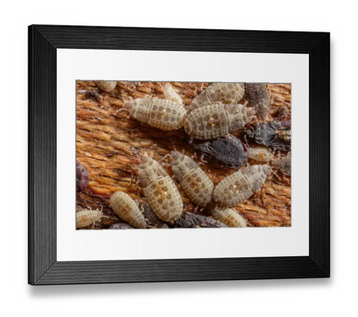 Framed Print : Group of Flat bug (Neuroctenus sp.) nymphs aggregated beneath bark of a log, Pennsylvania, USA. September Framed Print : Group of Flat bug (Neuroctenus sp.) nymphs aggregated beneath bark of a log, Pennsylvania, USA. September