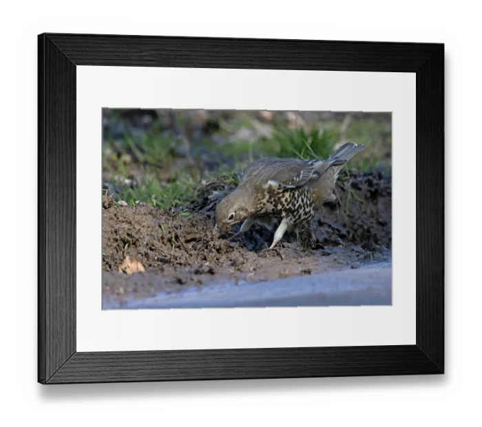Framed Print : Mistle thrush (Turdus viscivorus) gathering material for nest. Norwich, UK. March Framed Print : Mistle thrush (Turdus viscivorus) gathering material for nest. Norwich, UK. March