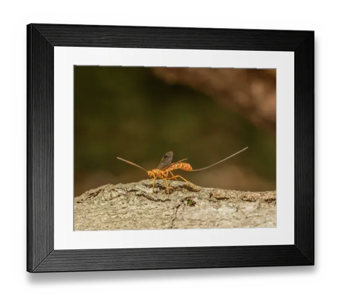 Framed Print : Greene's giant ichneumonid wasp (Megarhyssa greenei) female on American beech log, Montgomery County, Pennsylvania, USA. July Framed Print : Greene's giant ichneumonid wasp (Megarhyssa greenei) female on American beech log, Montgomery County, Pennsylvania, USA. July