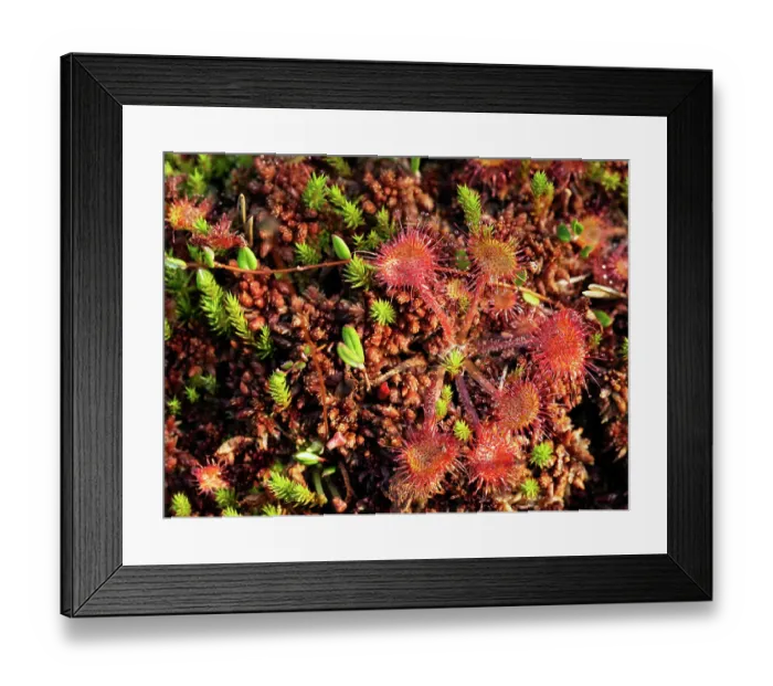 Framed Print : Sundew (Drosera rotundifolia) leaves, Bavaria, Germany Framed Print : Sundew (Drosera rotundifolia) leaves, Bavaria, Germany