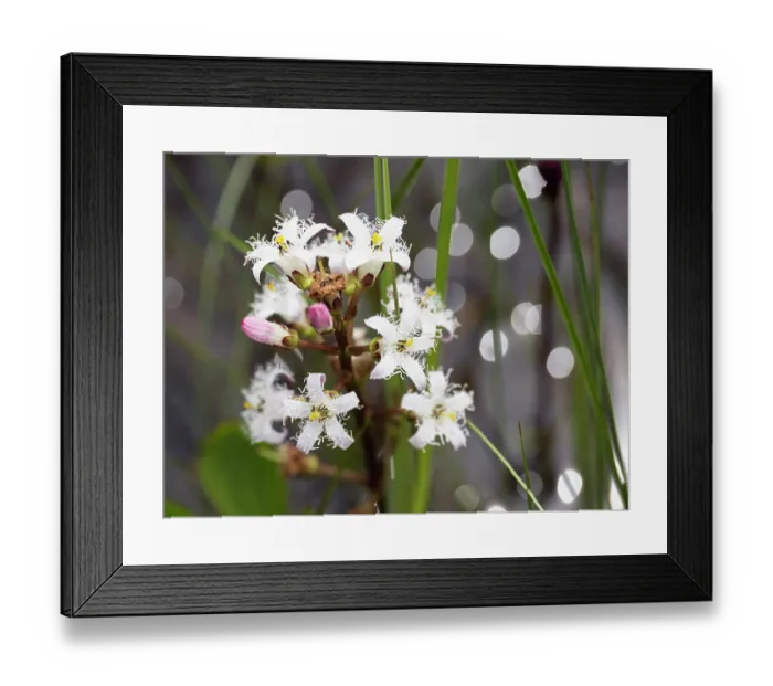 Framed Print : Common bogbean (Menyanthes trifoliata) in flower, Upper Bavaria, Germany. May Framed Print : Common bogbean (Menyanthes trifoliata) in flower, Upper Bavaria, Germany. May