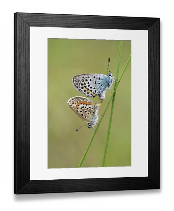 Framed Print : Silver studded blue butterflies (Plebejus argus) pair, male top, mating on grass stem, Upper Bavaria, Germany. July Framed Print : Silver studded blue butterflies (Plebejus argus) pair, male top, mating on grass stem, Upper Bavaria, Germany. July