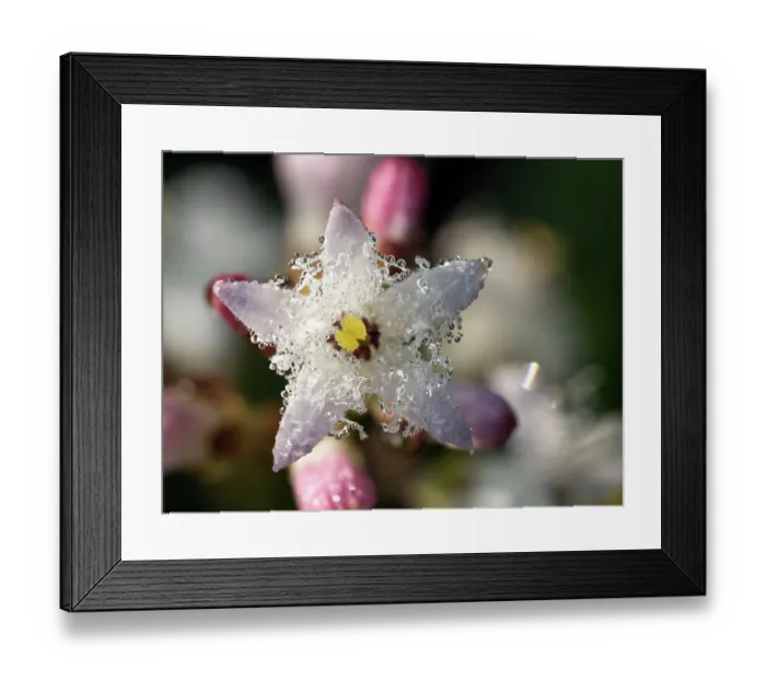 Framed Print : Common bogbean (Menyanthes trifoliata) flower, Upper Bavaria, Germany.May Framed Print : Common bogbean (Menyanthes trifoliata) flower, Upper Bavaria, Germany.May