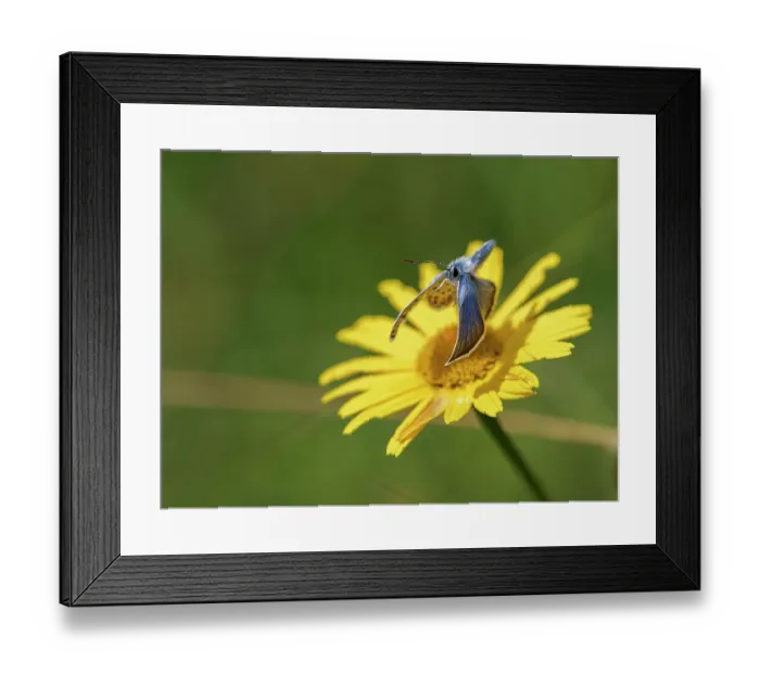 Framed Print : Silver-studded blue butterfly (Plebejus argus) male, taking flight from a flower, Upper Bavaria, Germany. July