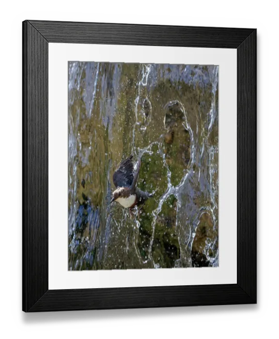 Framed Print : Dipper (Cinclus cinclus) flying through waterfall, Alps, Bavaria, Germany. May