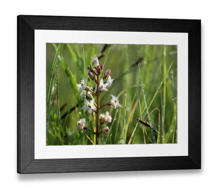 Framed Print : Common bogbean (Menyanthes trifoliata) in flower in grassland, Upper Bavaria, Germany. May Framed Print : Common bogbean (Menyanthes trifoliata) in flower in grassland, Upper Bavaria, Germany. May