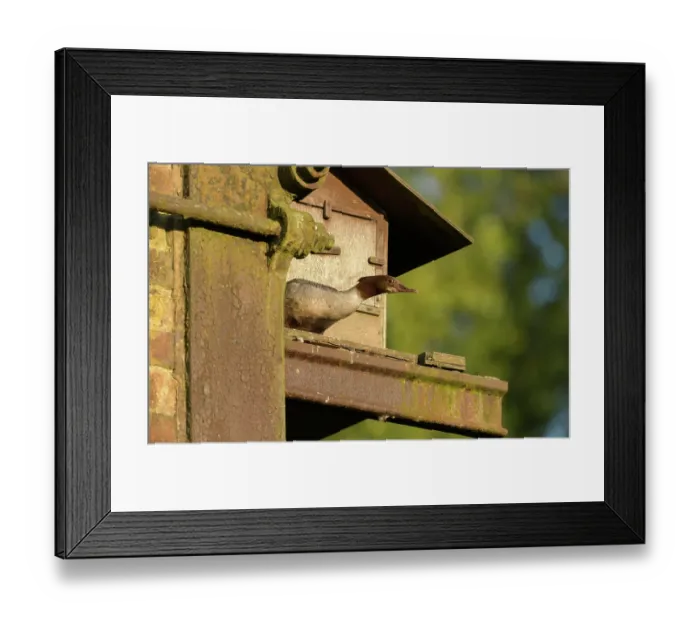 Framed Print : Goosander (Mergus merganser), female, on nest box under railway arches, Reddish Vale Country Park, Greater Manchester, UK. April Framed Print : Goosander (Mergus merganser), female, on nest box under railway arches, Reddish Vale Country Park, Greater Manchester, UK. April