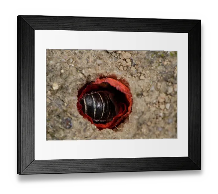 Framed Print : Poppy bee (Osmia papaveris) entering nest lined with pieces of petals from Common poppy (Papaver rhoeas) to deposit nest building materials. Bamberg, Germany. June Framed Print : Poppy bee (Osmia papaveris) entering nest lined with pieces of petals from Common poppy (Papaver rhoeas) to deposit nest building materials. Bamberg, Germany. June