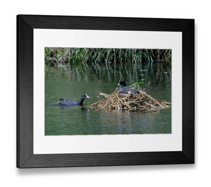 Framed Print : Coot (Fulica atra) swimming to its nest with beakful of nest material as its mate incubates eggs, Gloucestershire, UK, June Framed Print : Coot (Fulica atra) swimming to its nest with beakful of nest material as its mate incubates eggs, Gloucestershire, UK, June