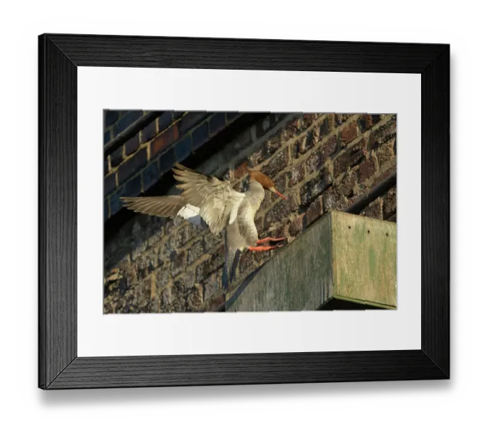 Framed Print : Goosander (Mergus merganser), female, landing on nest box under railway arches. Reddish Vale Country Park, Greater Manchester, UK. April Framed Print : Goosander (Mergus merganser), female, landing on nest box under railway arches. Reddish Vale Country Park, Greater Manchester, UK. April