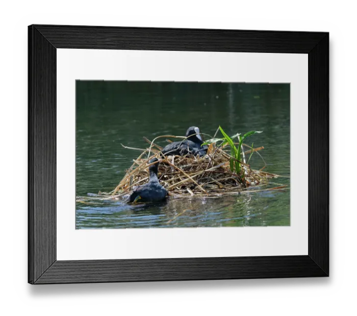 Framed Print : Coot (Fulica atra) swimming to its nest with beakful of nest material as its mate incubates eggs, Gloucestershire, UK, June