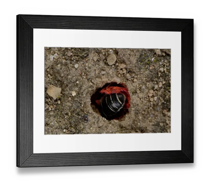 Framed Print : Poppy bee (Osmia papaveris) entering nest lined with pieces of petals from Common poppy (Papaver rhoeas) to deposit nest building materials. Bamberg, Germany. June Framed Print : Poppy bee (Osmia papaveris) entering nest lined with pieces of petals from Common poppy (Papaver rhoeas) to deposit nest building materials. Bamberg, Germany. June