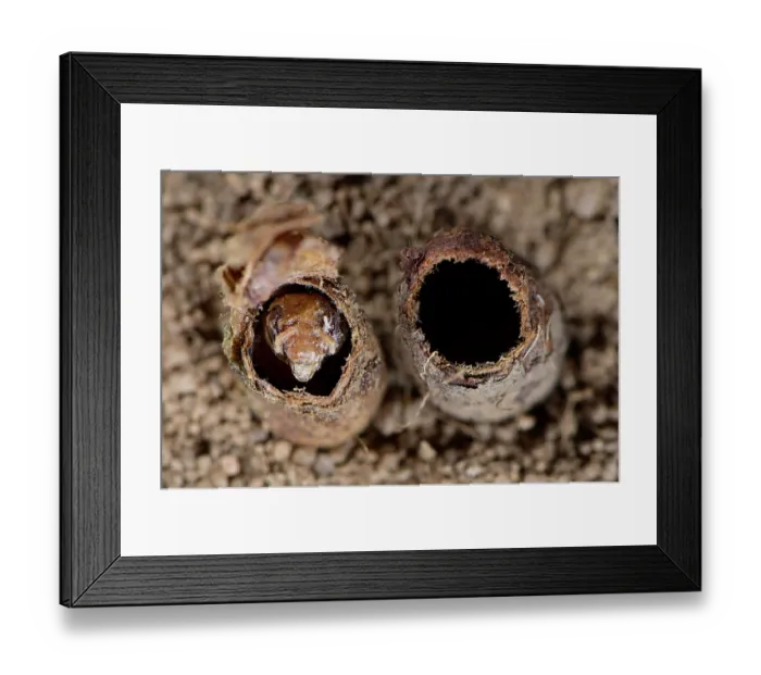 Framed Print : Poppy bee (Osmia papaveris) pupae shell in nest with remaining delicate inner linings. Bamberg, Germany. June Framed Print : Poppy bee (Osmia papaveris) pupae shell in nest with remaining delicate inner linings. Bamberg, Germany. June
