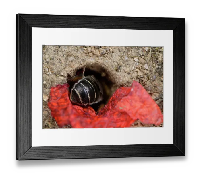 Framed Print : Poppy bee (Osmia papaveris) entering nest lined with pieces of petals from Common poppy (Papaver rhoeas) to deposit nest building materials. Bamberg, Germany. June Framed Print : Poppy bee (Osmia papaveris) entering nest lined with pieces of petals from Common poppy (Papaver rhoeas) to deposit nest building materials. Bamberg, Germany. June