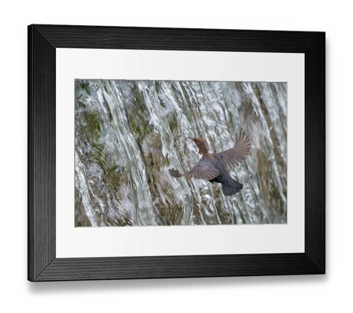 Framed Print : RF - Dipper (Cinclus cinclus) flying towards waterfall, Bavaria, Germany. April. (This image may be licensed either as rights managed or royalty free.) Framed Print : RF - Dipper (Cinclus cinclus) flying towards waterfall, Bavaria, Germany. April. (This image may be licensed either as rights managed or royalty free.)