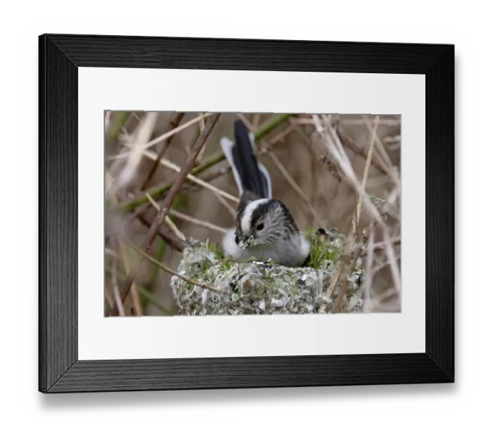 Framed Print : Long-tailed tit (Aegithalos caudatus) sitting on nest, building nest. Norwich, UK. March