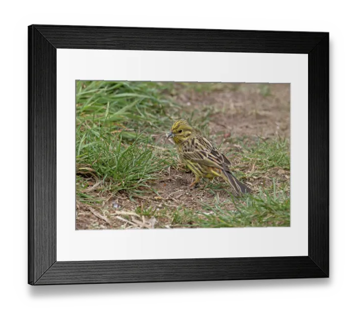 Framed Print : Yellowhammer (Emberiza citrinella), female, gathering dried strands of grass for nest. Maidscross Hill nature reserve, Suffolk, UK. April Framed Print : Yellowhammer (Emberiza citrinella), female, gathering dried strands of grass for nest. Maidscross Hill nature reserve, Suffolk, UK. April