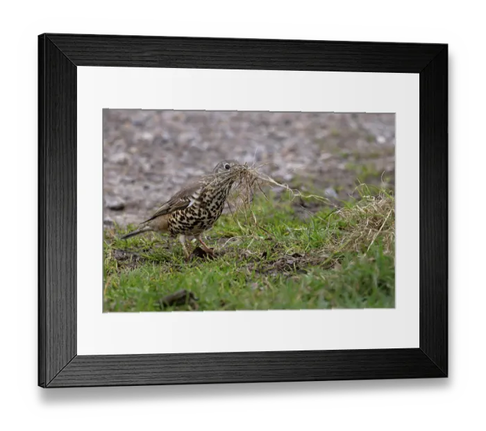 Framed Print : Mistle thrush (Turdus viscivorus) gathering dried strands of grass for nest. Norwich, UK. March Framed Print : Mistle thrush (Turdus viscivorus) gathering dried strands of grass for nest. Norwich, UK. March