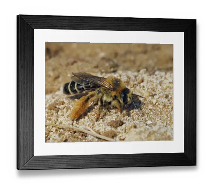 Framed Print : Pantaloon bee (Dasypoda hirtipes), female, excavating nesting tunnel in loose sand. Oxfordshire, England. UK. July