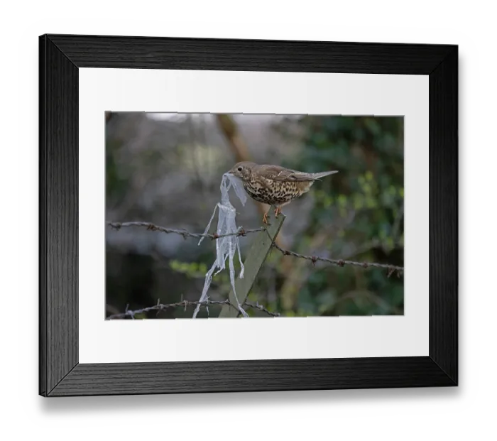 Framed Print : Mistle thrush (Turdus viscivorus) gathering plastic waste for nest. Norwich, UK. March Framed Print : Mistle thrush (Turdus viscivorus) gathering plastic waste for nest. Norwich, UK. March