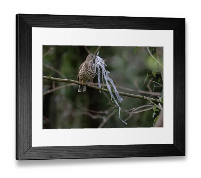 Framed Print : Mistle thrush (Turdus viscivorus) gathering plastic waste for nest. Norwich, UK. March