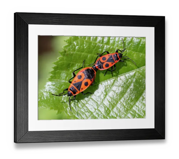 Framed Print : Firebugs (Pyrrhocoris apterus) pair, mating on a leaf, Upper Bavaria, Germany. May Framed Print : Firebugs (Pyrrhocoris apterus) pair, mating on a leaf, Upper Bavaria, Germany. May