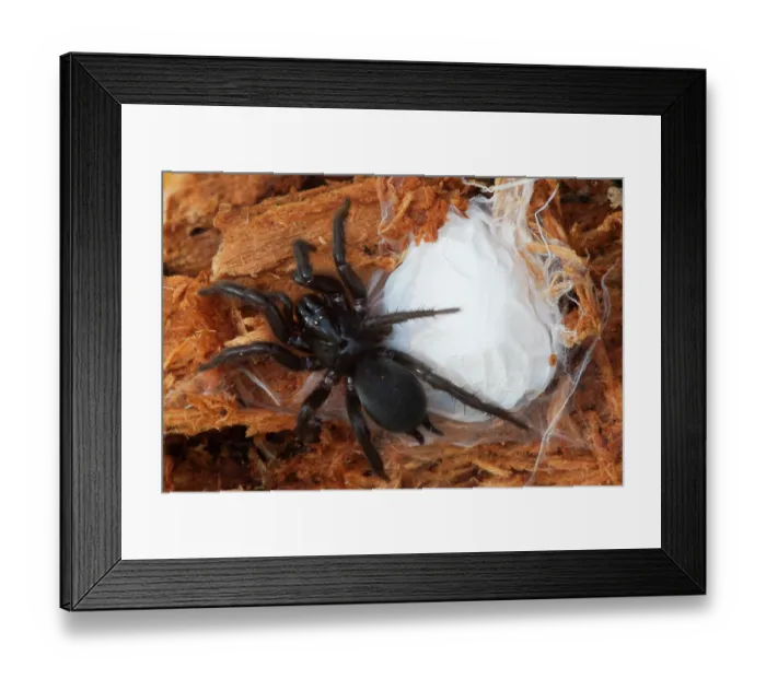 Framed Print : Funnel-web spider (Euagrus sp.) building web nest. Milpa Alta forest, outskirts of Mexico City, Mexico. June Framed Print : Funnel-web spider (Euagrus sp.) building web nest. Milpa Alta forest, outskirts of Mexico City, Mexico. June
