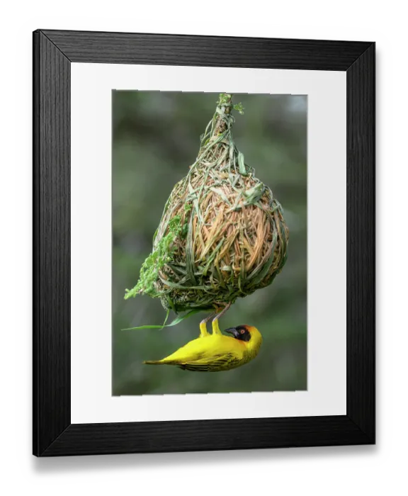 Framed Print : Vitelline masked weaver (Ploceus vitellinus) male, building nest, hanging from tree, Ndutu area, Serengeti / Ngorongoro Conservation Area, Tanzania Framed Print : Vitelline masked weaver (Ploceus vitellinus) male, building nest, hanging from tree, Ndutu area, Serengeti / Ngorongoro Conservation Area, Tanzania