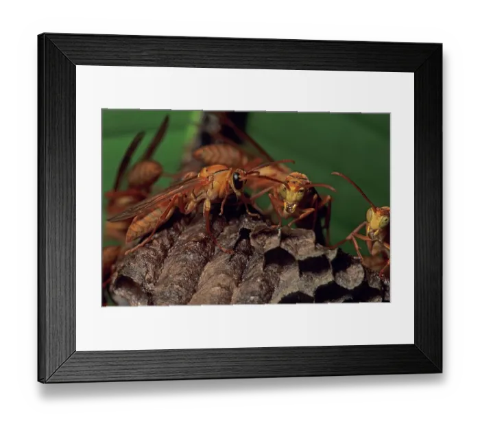 Framed Print : Umbrella paper wasps (Polistes) on nest. Dzibilchaltun National Park, Yucatan Peninsula, Quintana Roo state, Mexico Framed Print : Umbrella paper wasps (Polistes) on nest. Dzibilchaltun National Park, Yucatan Peninsula, Quintana Roo state, Mexico