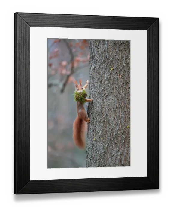 Framed Print : Red squirrel (Sciurus vulgaris) climbing tree trunk with nesting material in mouth. Germany. December Framed Print : Red squirrel (Sciurus vulgaris) climbing tree trunk with nesting material in mouth. Germany. December
