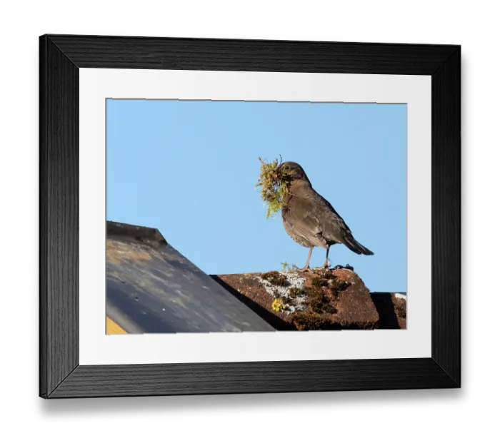 Framed Print : Blackbird (Turdus merula) female, perched on roof with nesting material in beak, Bavaria, Germany, April Framed Print : Blackbird (Turdus merula) female, perched on roof with nesting material in beak, Bavaria, Germany, April