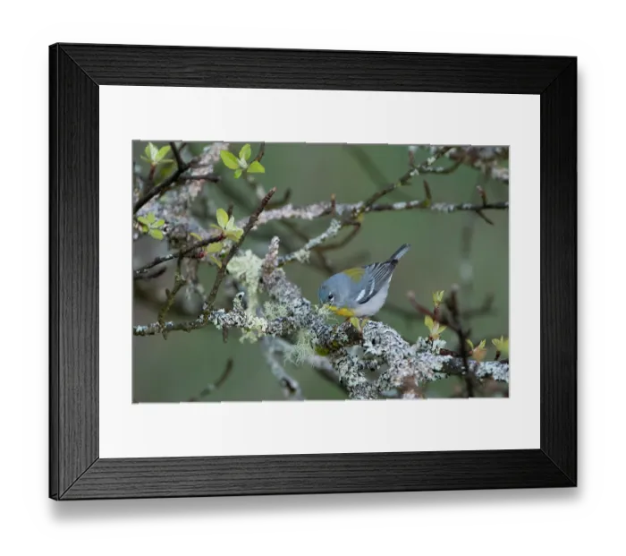Framed Print : Female Northern parula (Setophaga americana) gathering strands of lichen as nest material, in spring. Salamanca, New York, USA. May. Topaz AI DeNoise applied Framed Print : Female Northern parula (Setophaga americana) gathering strands of lichen as nest material, in spring. Salamanca, New York, USA. May. Topaz AI DeNoise applied
