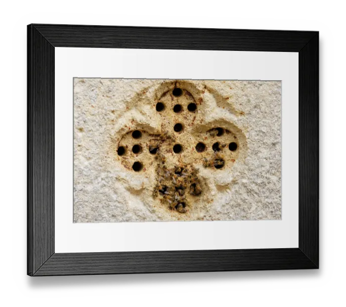 Framed Print : Feral Honey bees (Apis mellifera) nesting in pierced stone in wall of 15th century church. Tintern Abbey, Wales, UK. August Framed Print : Feral Honey bees (Apis mellifera) nesting in pierced stone in wall of 15th century church. Tintern Abbey, Wales, UK. August