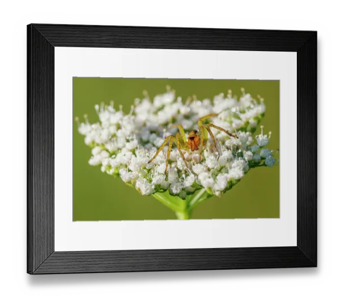 Framed Print : Raft spider (Dolomedes fimbriatus) resting on flowerhead, Upper Bavaria, Germany. July Framed Print : Raft spider (Dolomedes fimbriatus) resting on flowerhead, Upper Bavaria, Germany. July