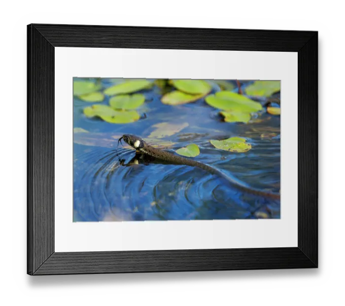 Framed Print : Ringed snake (Natrix natrix), swimming in pond, Upper Bavaria, Germany. September Framed Print : Ringed snake (Natrix natrix), swimming in pond, Upper Bavaria, Germany. September