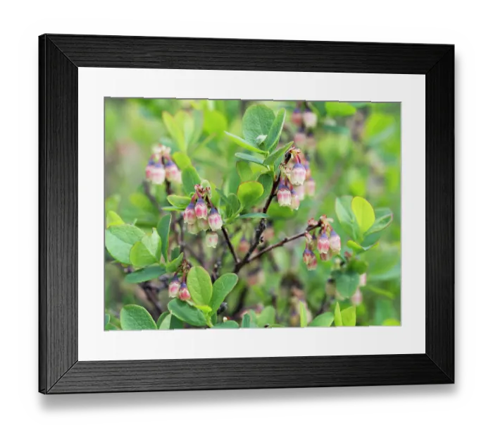Framed Print : Bog bilberry (Vaccinium uliginosum) in flower, Upper Bavaria, Germany. May Framed Print : Bog bilberry (Vaccinium uliginosum) in flower, Upper Bavaria, Germany. May
