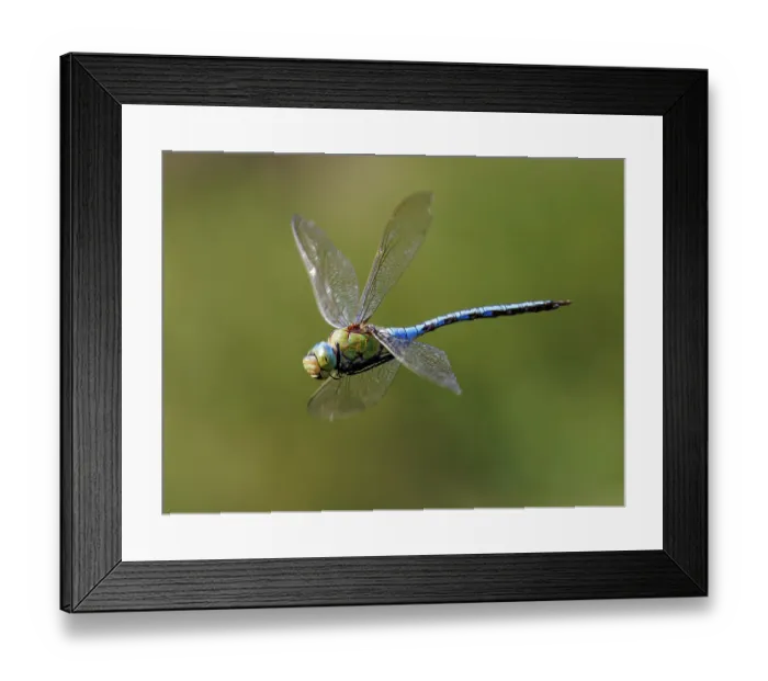 Framed Print : Emperor dragonfly (Anax imperator) male in flight, Upper Bavaria, Germany. July Framed Print : Emperor dragonfly (Anax imperator) male in flight, Upper Bavaria, Germany. July