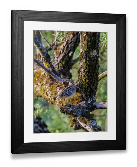 Framed Print : Common snipe (Gallinago gallinago) perched in tree, Upper Bavaria, Germany. May Framed Print : Common snipe (Gallinago gallinago) perched in tree, Upper Bavaria, Germany. May