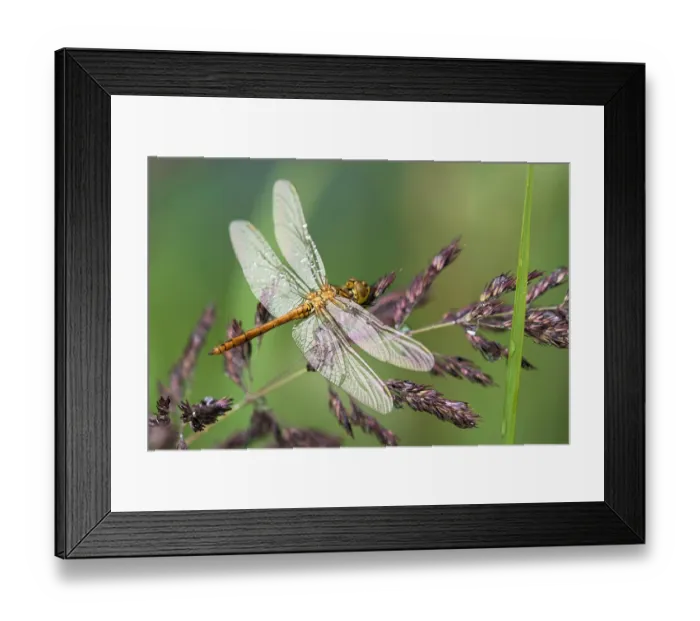 Framed Print : Common darter (Sympetrum striolatum) newly hatched, portrait, Upper Bavaria, Germany. July Framed Print : Common darter (Sympetrum striolatum) newly hatched, portrait, Upper Bavaria, Germany. July