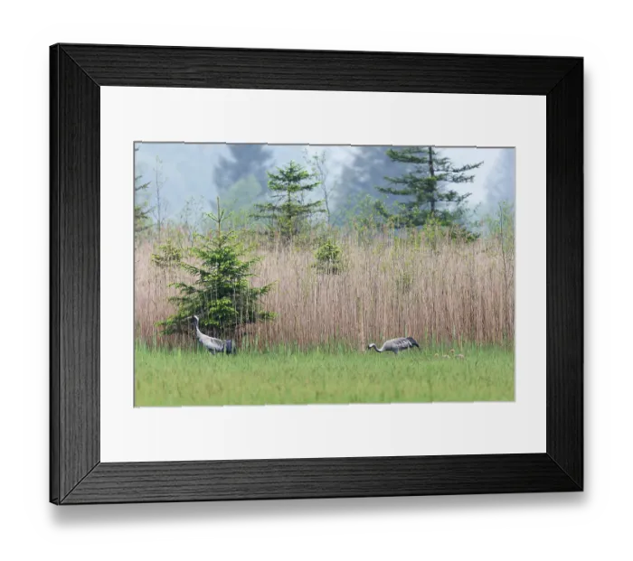 Framed Print : Common cranes (Grus grus) pair with two chicks, grazing in grassland, Upper Bavaria, Germany. May