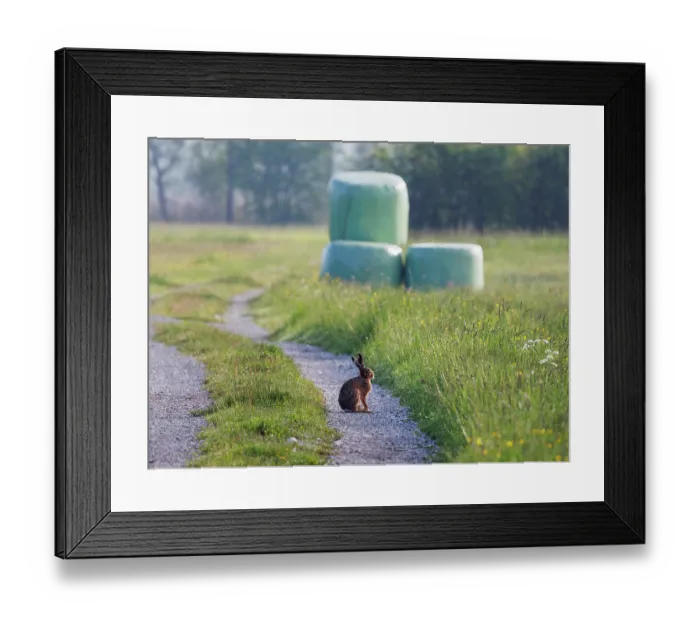 Framed Print : Brown hare (Lepus capensis) sitting on farm track, Upper Bavaria, Germany. May Framed Print : Brown hare (Lepus capensis) sitting on farm track, Upper Bavaria, Germany. May