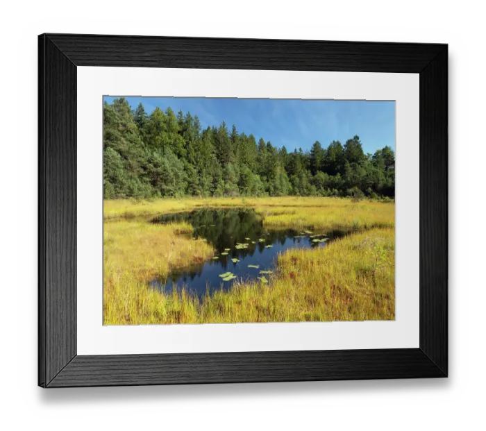 Framed Print : Pond in moorland with forest behind, near Easter Lake, Upper Bavaria, Germany. September, 2023 Framed Print : Pond in moorland with forest behind, near Easter Lake, Upper Bavaria, Germany. September, 2023