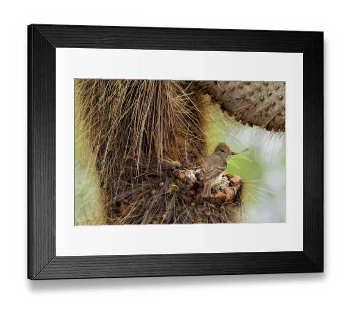 Framed Print : Galapagos flycatcher (Myiarchus magnirostris) building nest amongst spines of a Galapagos prickly pear (Opuntia galapageia), Santa Cruz Island, Galapagos National Park Framed Print : Galapagos flycatcher (Myiarchus magnirostris) building nest amongst spines of a Galapagos prickly pear (Opuntia galapageia), Santa Cruz Island, Galapagos National Park