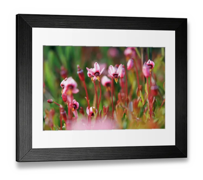 Framed Print : Marshberry (Vaccinium oxycoccos) in flower, Upper Bavaria, Germany. May Framed Print : Marshberry (Vaccinium oxycoccos) in flower, Upper Bavaria, Germany. May
